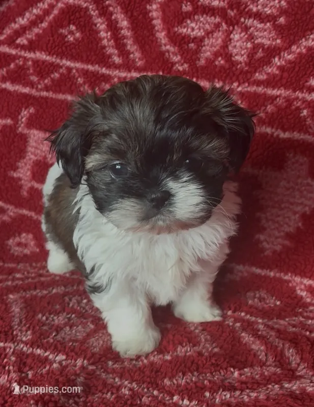 Pants – Shih Tzu puppy for sale in Johnston, IA