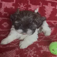 Pants, a female Shih Tzu for sale in Johnston, IA – 3 of 8
