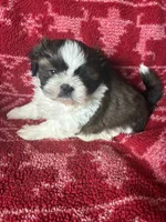 Spot, a male Shih Tzu for sale in Johnston, IA – 8 of 8