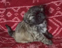 Mavis, a female Shih Tzu for sale in Johnston, IA – 2 of 7