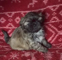 Mavis, a female Shih Tzu for sale in Johnston, IA – 5 of 7