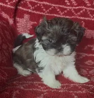 Pants, a female Shih Tzu for sale in Johnston, IA – 5 of 8