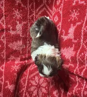 Spot, a male Shih Tzu for sale in Johnston, IA – 5 of 8
