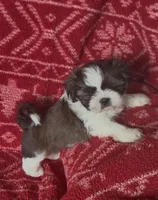 Spot, a male Shih Tzu for sale in Johnston, IA – 2 of 8