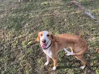 Graham , a male American Foxhound for sale in Williamsburg, VA – 3 of 3