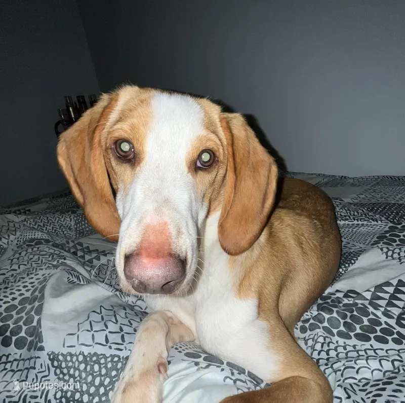 Graham  – American Foxhound puppy for sale in Williamsburg, VA