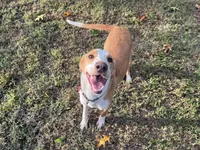 Graham , a male American Foxhound for sale in Williamsburg, VA – 2 of 3