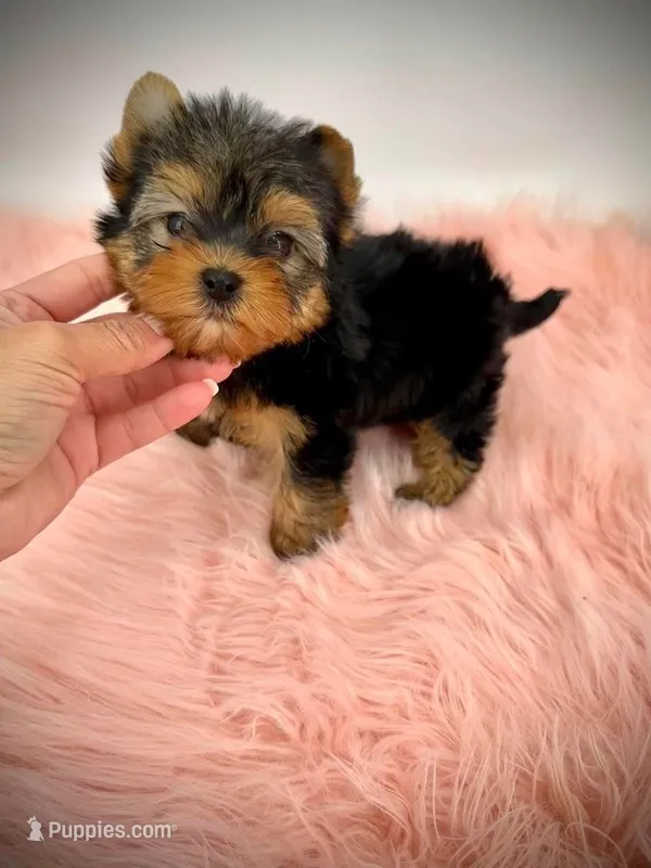 Gigi – Yorkshire Terrier puppy for sale in Orlando, FL