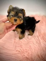 Gigi, a female Yorkshire Terrier for sale in Orlando, FL – 1 of 1