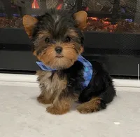 Luna, a female Yorkshire Terrier for sale in Orlando, FL – 1 of 1