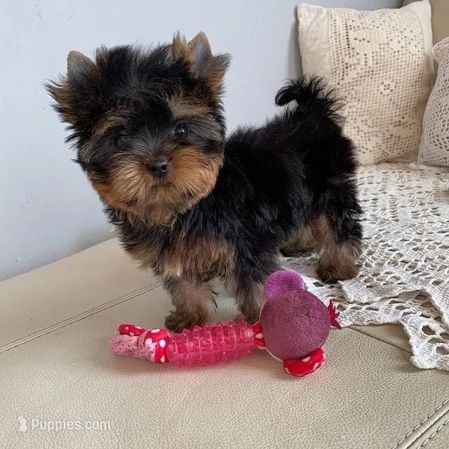 Finn – Yorkshire Terrier puppy for sale in Orlando, FL