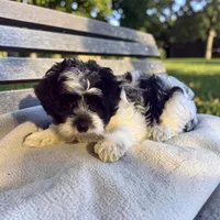 Chase, a male Maltipoo for sale in Port Charlotte, FL – Photo 1 of 2