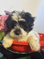 Chase, a male Maltipoo for sale in Port Charlotte, FL – Photo 2 of 2