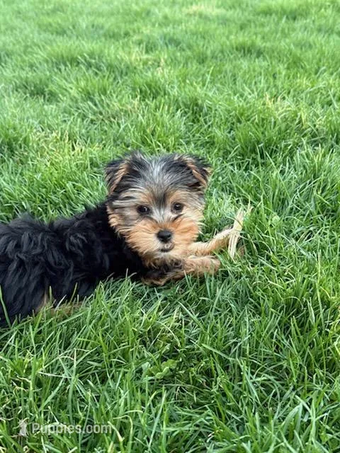 Tito – Yorkshire Terrier puppy for sale in Port Charlotte, FL