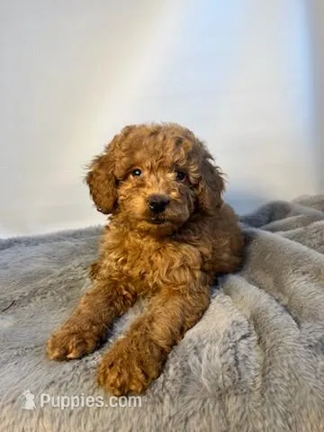 Curly Sue – Goldendoodle, Poodle - Toy  puppy for sale in Port Charlotte, FL