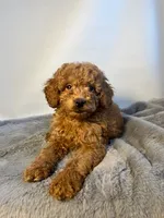 Curly Sue, a female Goldendoodle and Poodle - Toy  for sale in Port Charlotte, FL – Photo 1 of 3