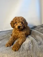 Curly Sue, a female Goldendoodle and Poodle - Toy  for sale in Port Charlotte, FL – Photo 3 of 3
