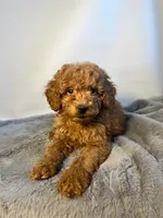 Curly Sue, a female Goldendoodle and Poodle - Toy  for sale in Port Charlotte, FL – Photo 2 of 3