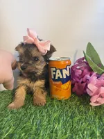 Clover, a female Yorkshire Terrier for sale in Port Charlotte, FL – Photo 2 of 2