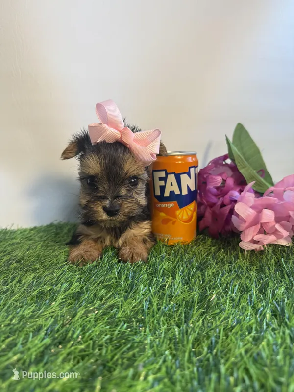 Clover – Yorkshire Terrier puppy for sale in Port Charlotte, FL