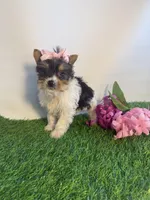 Chloe, a female Yorkshire Terrier for sale in Port Charlotte, FL – Photo 2 of 2