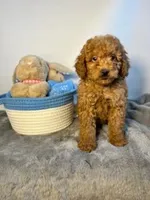 Cheeto, a male Goldendoodle and Poodle - Toy  for sale in Port Charlotte, FL – Photo 2 of 2