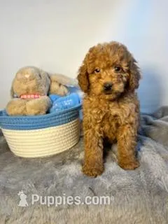 Cheeto – Goldendoodle, Poodle - Toy  puppy for sale in Port Charlotte, FL