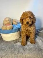 Cheeto, a male Goldendoodle and Poodle - Toy  for sale in Port Charlotte, FL – Photo 1 of 2