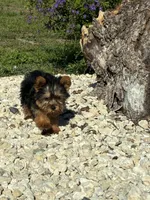 Prada, a female Yorkshire Terrier for sale in Port Charlotte, FL – Photo 2 of 5
