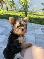 Prada, a female Yorkshire Terrier for sale in Port Charlotte, FL – Photo 4 of 5