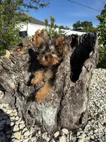 Prada, a female Yorkshire Terrier for sale in Port Charlotte, FL – Photo 5 of 5