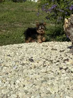 Prada, a female Yorkshire Terrier for sale in Port Charlotte, FL – Photo 3 of 5