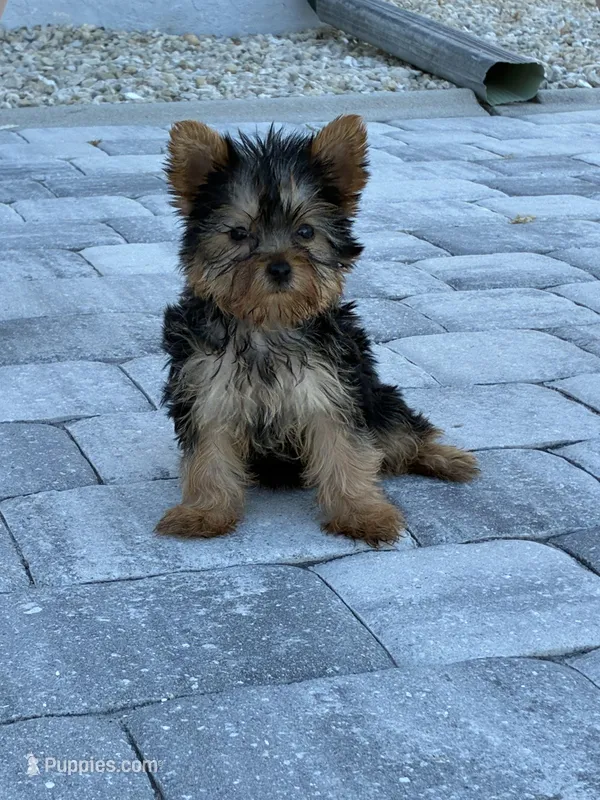 Prada – Yorkshire Terrier puppy for sale in Port Charlotte, FL
