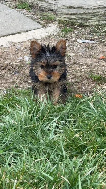 Teeny Tina  – Yorkshire Terrier puppy for sale in Port Charlotte, FL