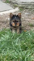 Teeny Tina , a female Yorkshire Terrier for sale in Port Charlotte, FL – Photo 1 of 3