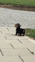 Teeny Tina , a female Yorkshire Terrier for sale in Port Charlotte, FL – Photo 3 of 3