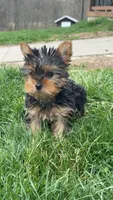 Teeny Tina , a female Yorkshire Terrier for sale in Port Charlotte, FL – Photo 2 of 3