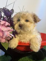 Rubble, a male Maltipoo for sale in Port Charlotte, FL – Photo 2 of 2