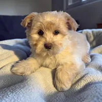 Rubble, a male Maltipoo for sale in Port Charlotte, FL – Photo 1 of 2