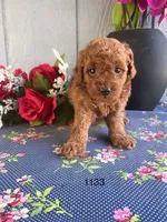 Rockefeller , a male Poodle - Toy  for sale in Port Charlotte, FL – Photo 3 of 3