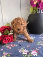 Rockefeller , a male Poodle - Toy  for sale in Port Charlotte, FL – Photo 2 of 3