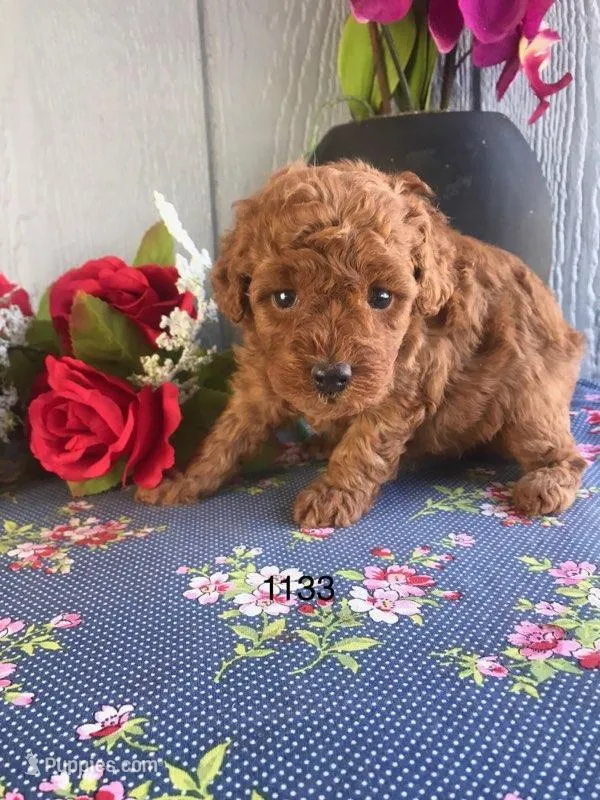 Rockefeller , a male Poodle - Toy  for sale in Port Charlotte, FL – Photo 1 of 3