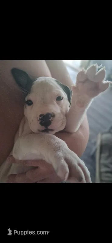 Ears – American Bully puppy for sale in Walterboro, SC