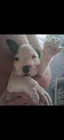 Ears, a male American Bully for sale in Walterboro, SC – 1 of 4