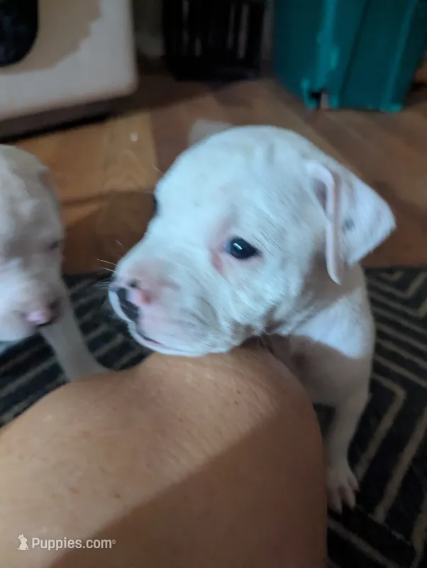 Dots – American Bully puppy for sale in Walterboro, SC