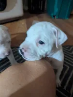 Dots, a male American Bully for sale in Walterboro, SC – 1 of 3