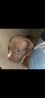 Coco, a female American Bully for sale in Walterboro, SC – 3 of 4