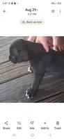 Blacky, a male American Bully for sale in Walterboro, SC – 2 of 4