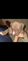 Coco, a female American Bully for sale in Walterboro, SC – 2 of 4
