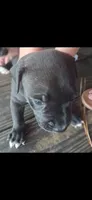 Blacky, a male American Bully for sale in Walterboro, SC – 3 of 4